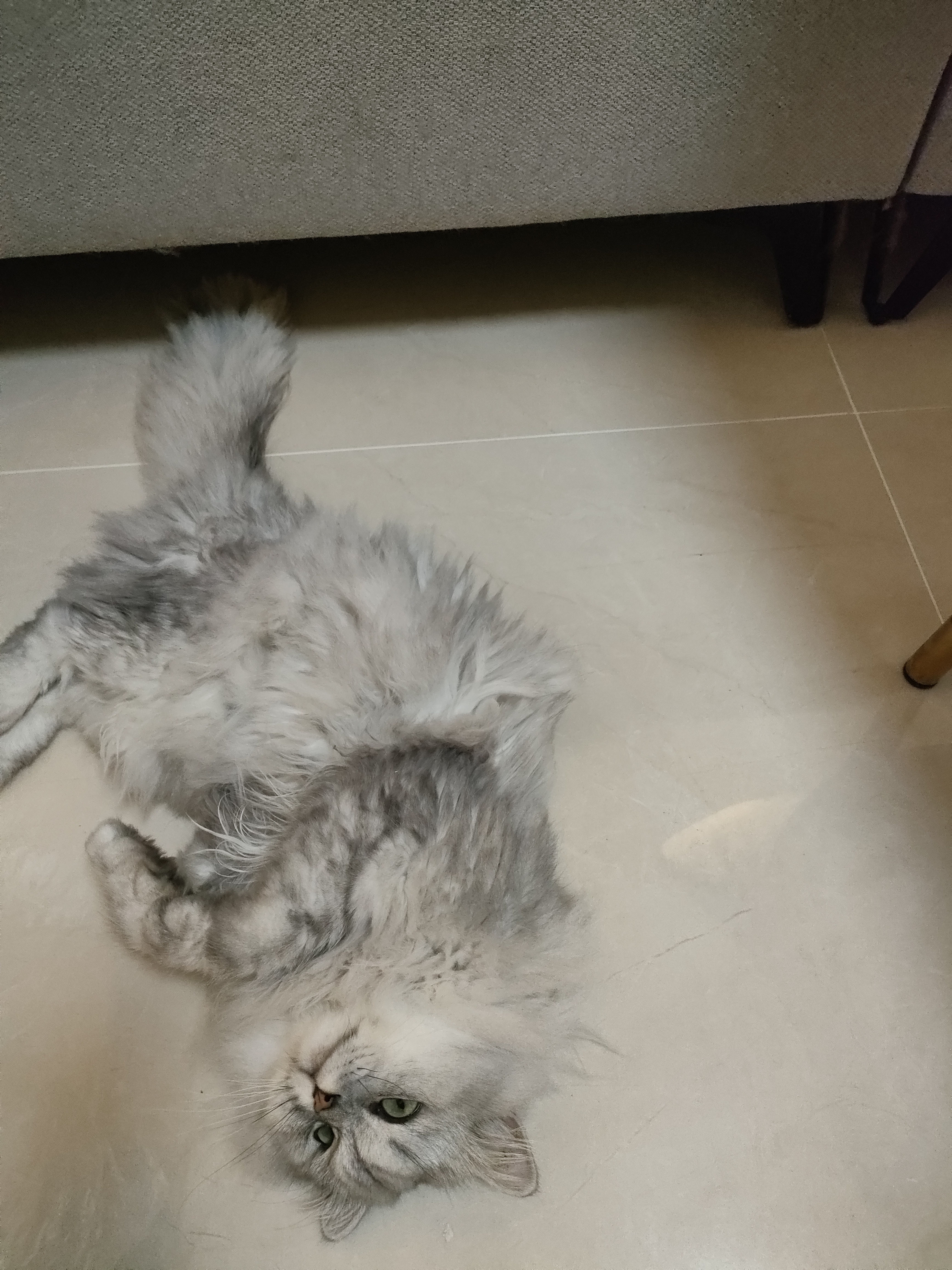 宠熙猫粮 鲜肉猫粮高蛋白C42无谷全价全阶段成猫幼猫猫主粮 【2.0冻干搭配】1.5kg 实拍图