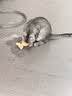 欢宠网猫玩具猫咪逗猫棒猫薄荷磨牙棒自嗨解闷神器磨牙猫猫小猫幼猫宠物 实拍图