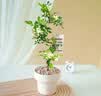 泰西丝九里香盆栽绿植造型花卉四季好养植物室内办公桌面常青苗源头直发 实拍图