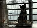 憨憨宠 狗笼猫笼 狗笼子小型犬带厕所幼犬折叠便携猫笼子宠物笼具兔笼 白色加粗狗丝笼 70*50*60cm【建议25斤内】 实拍图