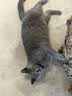 PALAM帕蓝姆四拼冻干猫粮成幼猫通用天然粮全价猫粮1.5kg*2 实拍图