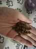 instinct百利经典无谷鸡肉猫粮4磅/1.8kg 实拍图