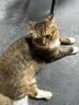 沃趣 猫砂膨润土20斤强效除臭低粉尘易结团青柠大包装小颗粒遇水释香 实拍图