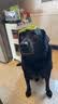 冠能狗粮成犬7岁以上老年犬狗粮12kg 全价狗粮 赋聪配方改善认知障碍 实拍图