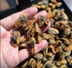 北海印象【北海产地】淡菜干海虹干250g海鲜干货贻贝火锅食材源头直发包邮 实拍图