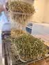 摩动豆芽机家用全自动喷淋智能发芽豆牙盆神器自制小型绿豆催芽苗灌盆多层四季可用豆芽机DY01 自动豆芽机三层DY01 实拍图