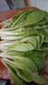山东农家种植新鲜奶油小白菜时令蔬菜绿叶菜涮菜清脆巨嫩好吃 【泡沫箱发货-到手鲜】小白菜（2斤） 实拍图