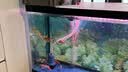 森森鱼缸水泵低水位抽水泵底吸泵水族箱循环泵底吸泵 JGP-1500L 20W 贈1米水管 实拍图