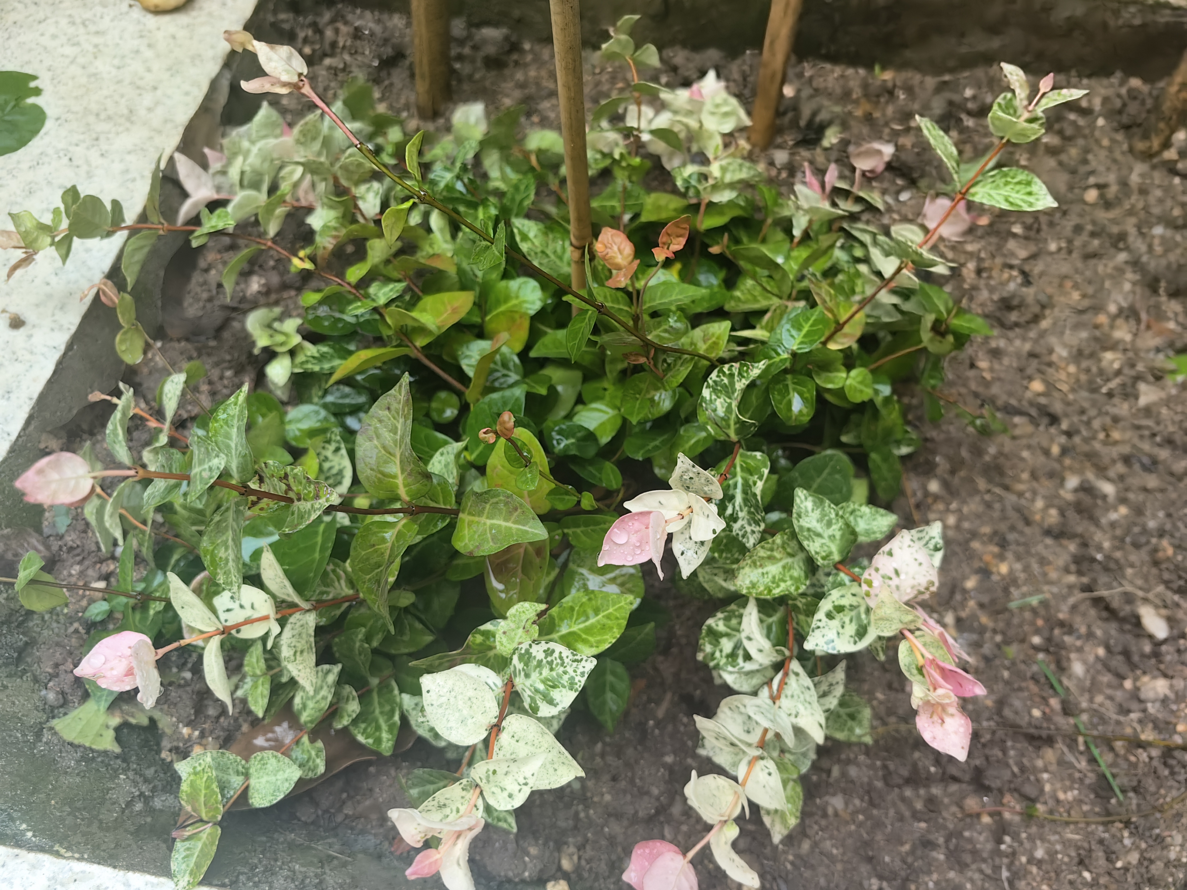 海蒂的花园花叶络石四季常绿好养观叶垂吊植物阳台室内绿植盆栽源头直发包邮 花叶络石14cm 含盆 实拍图
