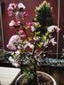 花翁海棠花盆栽树苗重瓣长寿冠盆景老桩庭院阳台绿植室内花卉源头直发 实拍图