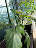 田田绿阳台种菜架子爬藤架花支架楼顶花爬架植物花架番茄豆角架黄瓜架 5根直径16mm 长75cm 实拍图