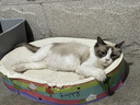 领先成猫尝鲜礼包主食级烘焙猫粮猫条餐盒汤包（新老款随机发货） 实拍图