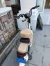 飞鸽电动自行车 E75Plus2026款新国标电动车长续航80KM铅酸电池48V21Ah智能家用电瓶车可上牌漫步白 实拍图