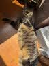 pidan猫砂 豆腐猫砂2.4kg*4包强力吸臭纯猫砂 可冲厕所非膨润土砂 实拍图