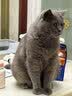 皇家英短成猫粮 BS34 通用粮 12月以上 4.5KG 实拍图