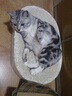 阿飞和巴弟猫粮E76大健康版本益生菌全价冻干双拼全阶段通用猫粮2kg 实拍图