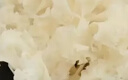 京鲜生云南【新鲜绣球菇】净重500g 干巴菌特产鲜菌菇火锅食材源头直发 实拍图