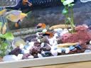 派乐特鱼缸底砂造景石头子五彩石溪流石水族箱龟缸多肉装饰彩色雨花五斤 实拍图