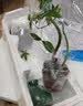 八芽发财树小盆栽花卉水培植物客厅桌面绿植室内四季招财树办公室好养 双杆发财树-小蓝瓶-含紫砂托 含盆 实拍图