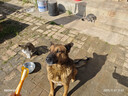 宝路狗粮老年犬狗粮 牛肉味1.8kg全犬种通用老年犬狗粮全价粮  实拍图