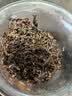 天之红茶叶祁门红茶祁红高香特一级300g礼盒中秋节送人开学礼物送老师 实拍图
