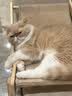 俊宝俊喵德国进口多维优加营养膏多元维他命维生素成猫幼猫(好效期)200g 实拍图