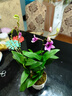 劉閣蘭花双色泼墨石斛兰盆栽兰花苗红+紫薇组4支花剑配冰裂水培盆源头直发 实拍图