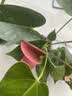 红掌盆栽白粉掌一帆风顺带花特大号花卉室内客厅面水培植物好养 约30cm粉掌-灰色繁星吸水盆 带盆栽好 实拍图