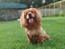 奥丁 西餐厅 狗粮全犬种通用型成犬专用哈士奇德牧通用 成犬犬粮15kg 实拍图