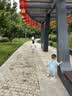YEEHOO小绿裤【未检出甲酰胺】拉拉裤4XL码100片超薄透气添加真蚕丝 实拍图
