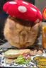 三只松鼠肉松饼1000g 黄金肉松饼早餐代餐休闲零食办公室点心量贩送礼 实拍图