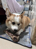 疯狂小狗宠物狗零食牛骨头磨牙棒磨牙洁齿耐啃 中大型犬香烤牛腱腿90g 实拍图