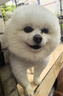 宝路狗粮 泰迪田园犬狗粮 中小型犬 狗主粮烘焙粮通用狗干粮 中小型犬牛肉蔬菜口味7.5kg 实拍图