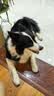 疯狂小狗 中大型幼犬成犬狗粮边牧边境牧羊犬专用全价粮20斤狗粮10kg 实拍图