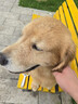 奥丁（ODIN）狗粮 大中小型成犬专用泰迪金毛哈士奇德牧通用型 成犬犬粮15kg 实拍图
