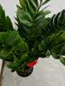 花财主天堂鸟盆栽办公室大型绿植客厅鸭脚木植物家用吸甲醛净化空气好养 金钱树1.1-1.2m【招财进宝陶瓷盆】 实拍图