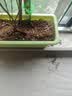 美益棵营养土养花通用型8L园艺专用种菜蔬菜多肉盆栽绿植种植泥炭土壤 实拍图