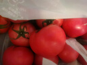 现摘新鲜圆辣椒超市即食太空椒皮厚肉多不辣水果灯笼椒 山东圆椒净重4.6斤 实拍图