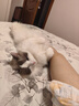 愛肯拿（ACANA）猫粮 海洋盛宴成猫幼猫粮 全价美毛无谷进口鱼肉粮1.8kg效期27/4 实拍图
