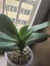 双花剑蝴蝶兰盆栽兰花大苗带花剑带花苞四季开花室内花好养易成活 18.红蝴蝶--双花剑发货 塑料盆栽好 实拍图