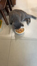 领先成猫主食罐头鸡肉三文鱼主食级零食湿粮85g（新老款随机发） 实拍图