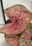 虹越（HONGYUE）高端绿植彩叶芋盆栽 多品可选室内阳台客厅装饰观叶植物 【DH彩叶芋】
