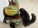 麦富迪猫粮 barf霸弗天然猫粮冻干生骨肉高蛋白成猫粮养胃增肌牛肉5.4kg 实拍图
