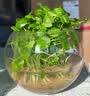 京云梦铜钱草水培盆栽金钱草室内外吸绿植花草2盆原土源头直发 实拍图