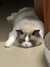 艾禾美（ARM&HAMMER）铁锤猫砂黑盒绿标28磅膨润土钠基矿石矿砂进口猫咪沙用品除臭低尘 实拍图