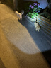 力狼猫粮 成猫幼猫通用型天然粮 喂养升级 | 66%高鲜肉 | 鲜肉猫粮2kg 实拍图