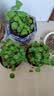 铜钱草水培植物大叶水栽鱼缸水养绿植金钱草小水草客厅室内外花卉 铜钱草盆栽（3盆） 实拍图