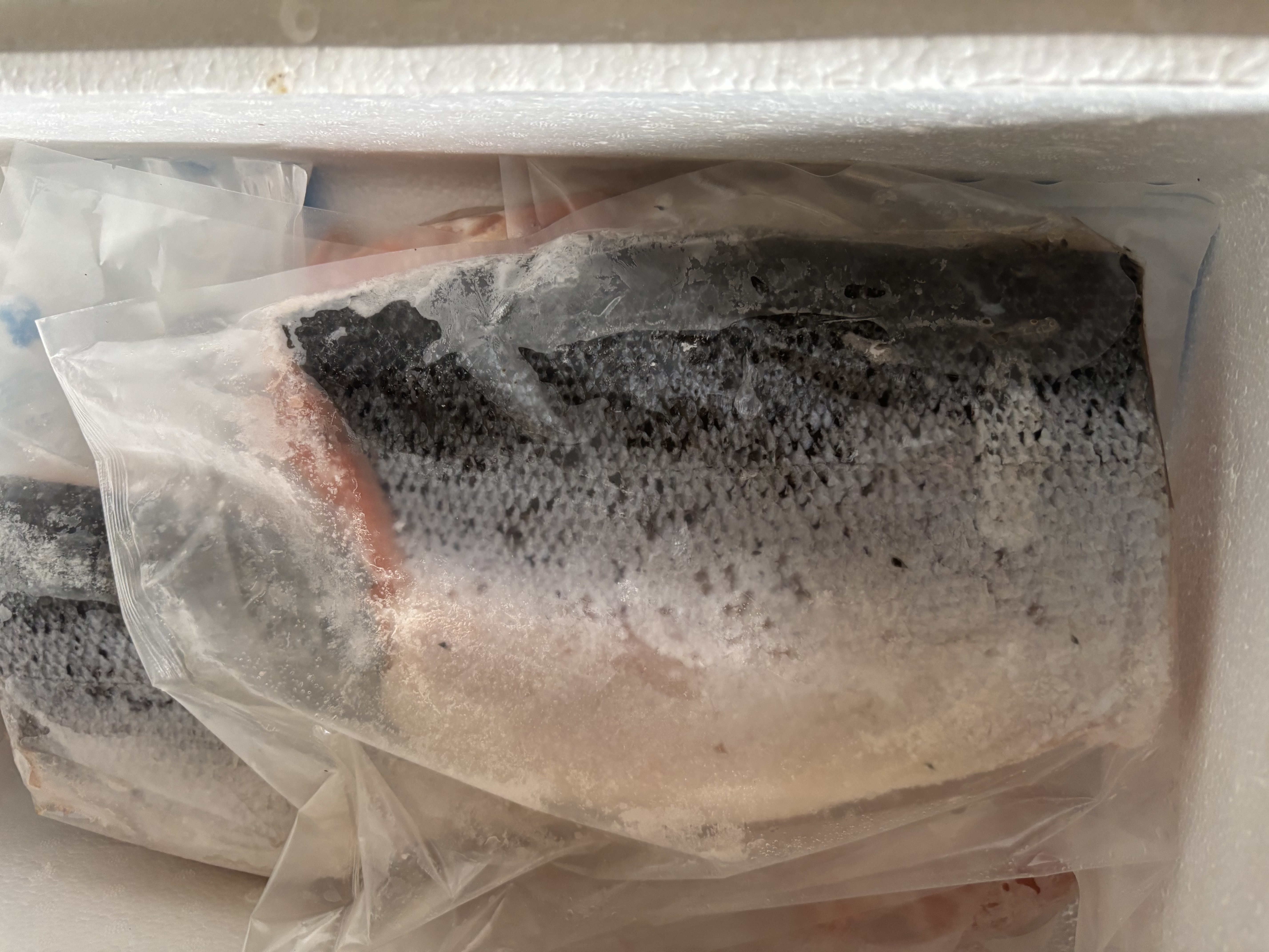 聚鲜品 智利冷冻整条三文鱼(大西洋鲑)14-12斤一条 进口海鲜烹饪食材 帮忙分割发出 实拍图