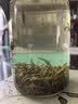 京华18号茉莉花茶特色号茶4g试饮装*3+封口夹 【赠品单拍不发】 实拍图