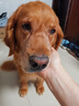 Orijen渴望狗粮 六种鱼 幼犬成犬全价鱼肉美毛进口犬粮11.4kg效期26/12 实拍图
